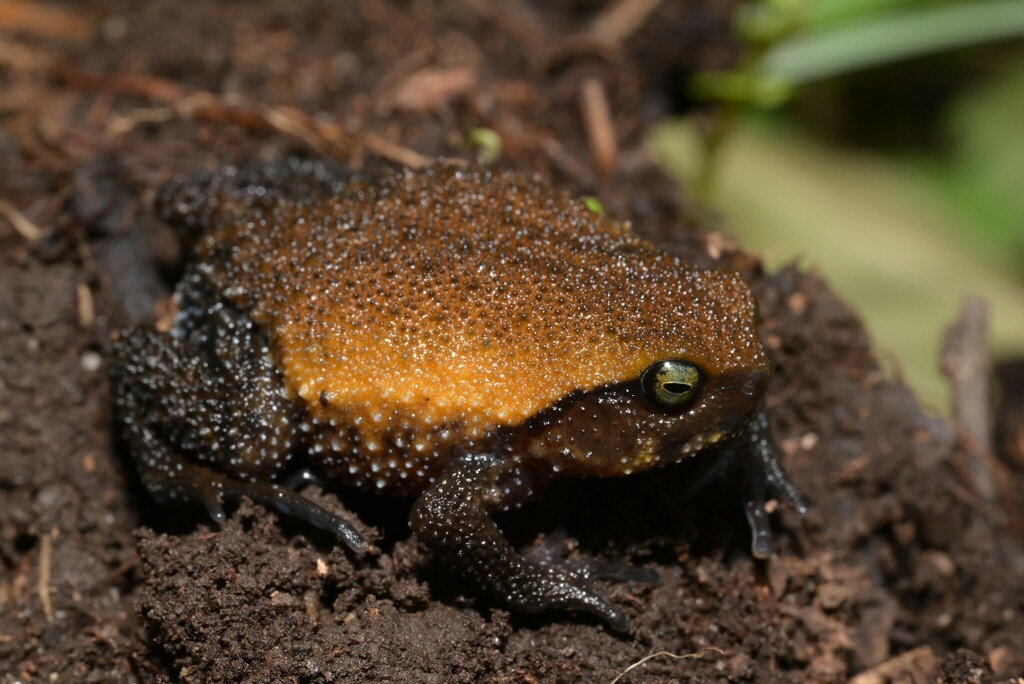 Rungwe Forest Frog