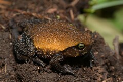 Rungwe Forest Frog photo 1
