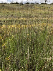 Thysanocarpus radians