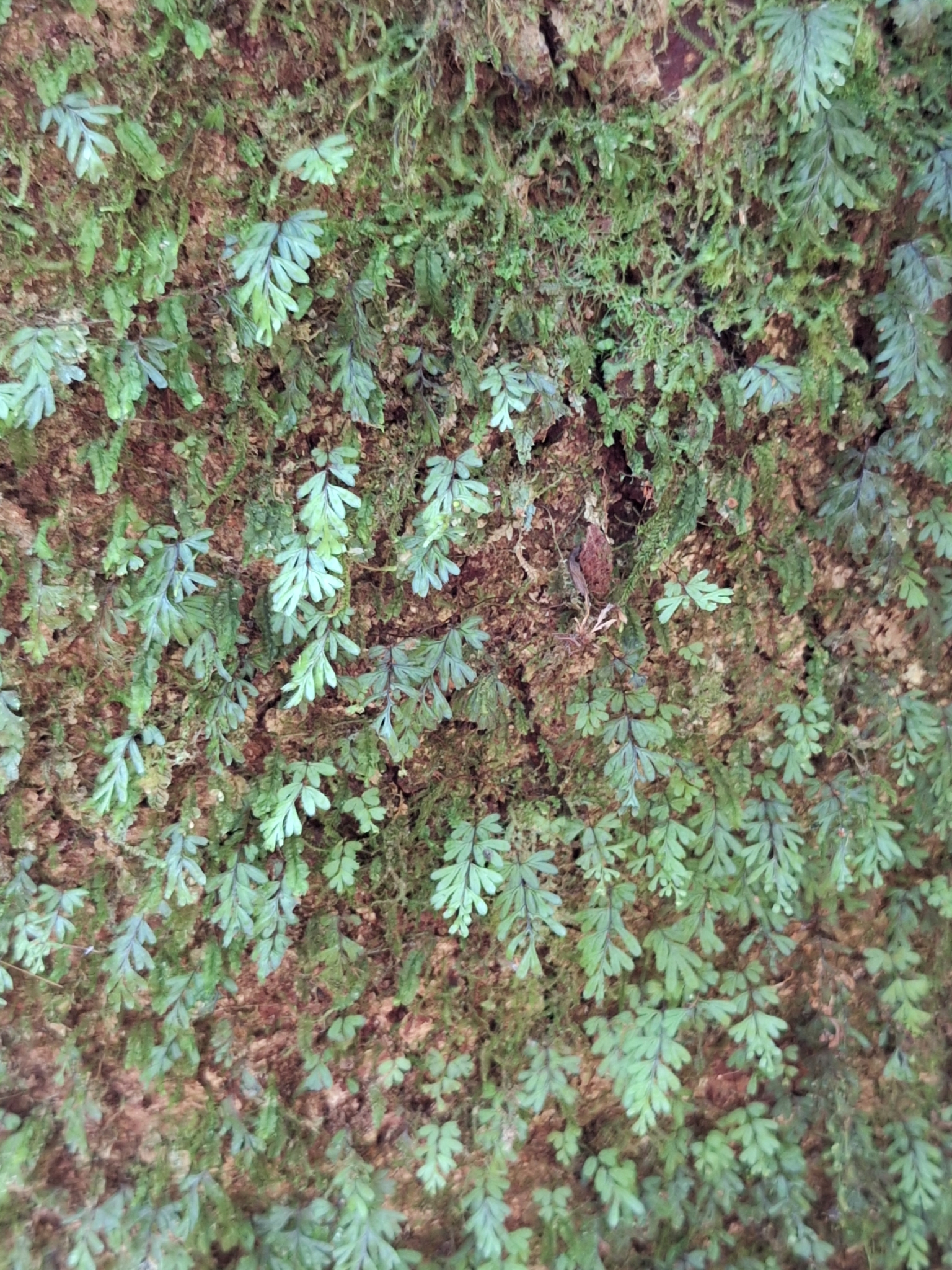 Family Hymenophyllum acanthoides from Malaysia ヒメノフィラム