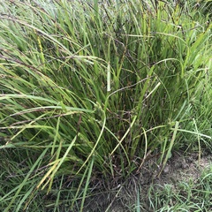 Carex frankii
