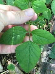 Valeriana pauciflora