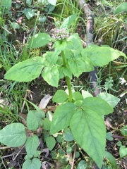 Valeriana pauciflora