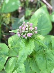 Valeriana pauciflora