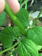 Valeriana pauciflora