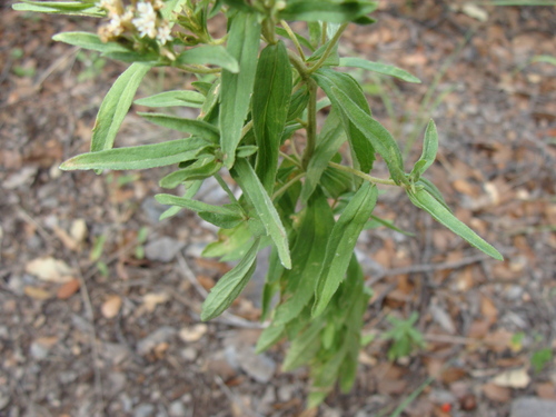 Image of Stevia lemmonii by (c) Alexis López Hernández, some rights reserved (CC BY)