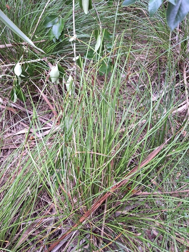 Image of Carex dipsacea by (c) Oscar Dove, some rights reserved (CC BY)