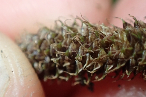 Image of Carex dipsacea by (c) Oscar Dove, some rights reserved (CC BY)