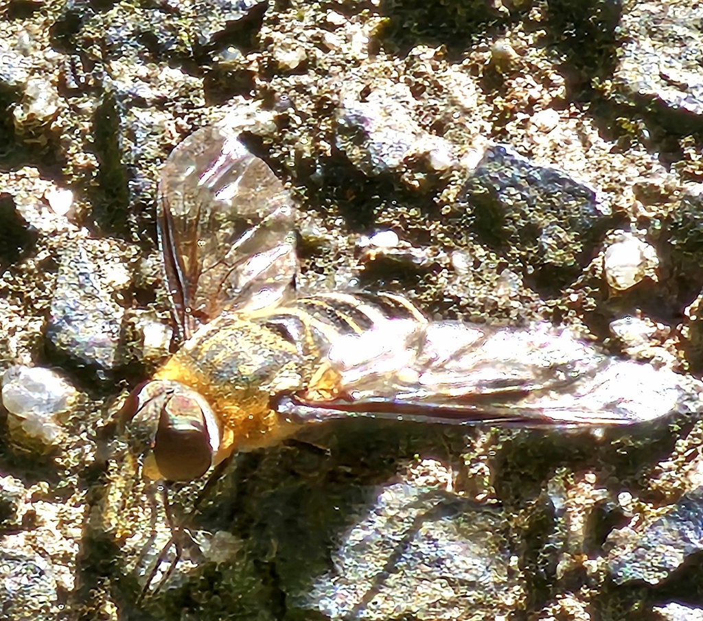 banded bee flies from Upwey VIC 3158, Australia on February 1, 2024 at ...