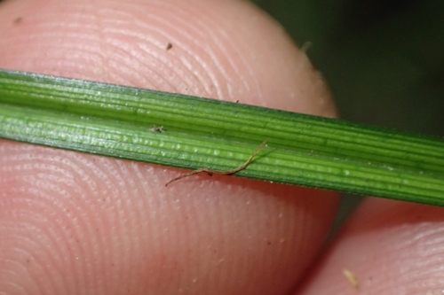 Image of Carex dipsacea by (c) Oscar Dove, some rights reserved (CC BY)