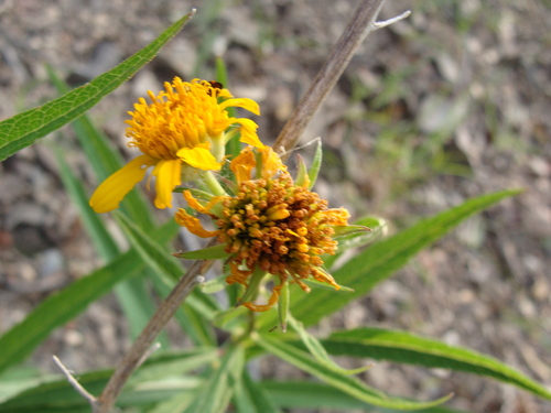 Image of Verbesina longifolia by (c) Alexis López Hernández, some rights reserved (CC BY)