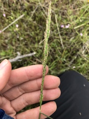 Poa secunda