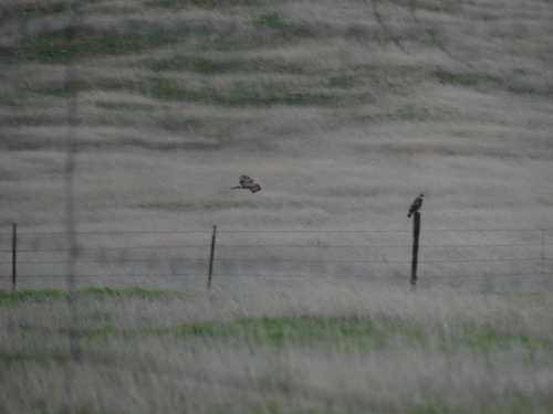 iNaturalist observation photo of Red-tailed Hawk
