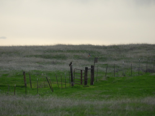 iNaturalist observation photo of American Kestrel