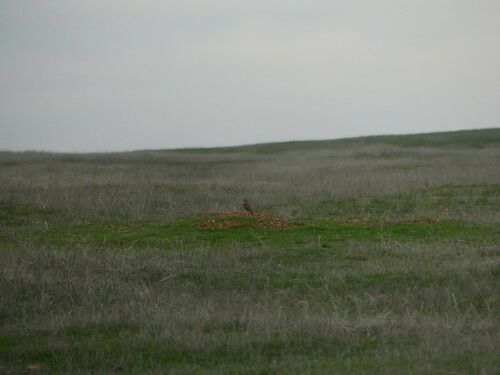 iNaturalist observation photo of Burrowing Owl