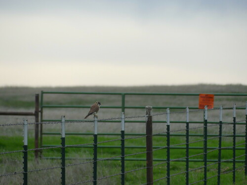 iNaturalist observation photo of American Kestrel