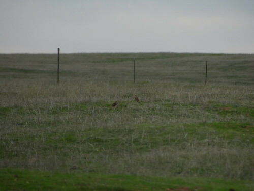 iNaturalist observation photo of Burrowing Owl