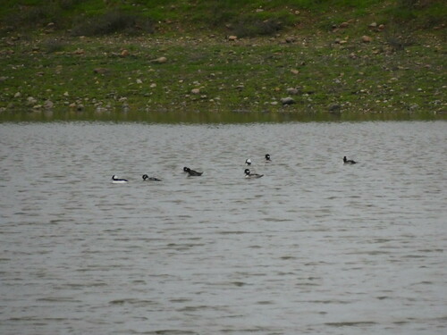 iNaturalist observation photo of Bufflehead