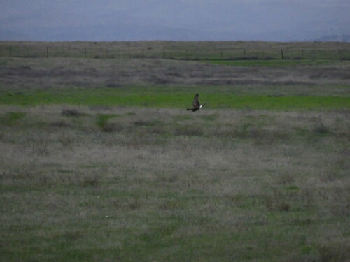iNaturalist observation photo of Northern Harrier