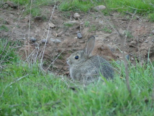iNaturalist observation photo of Cottontail Rabbits