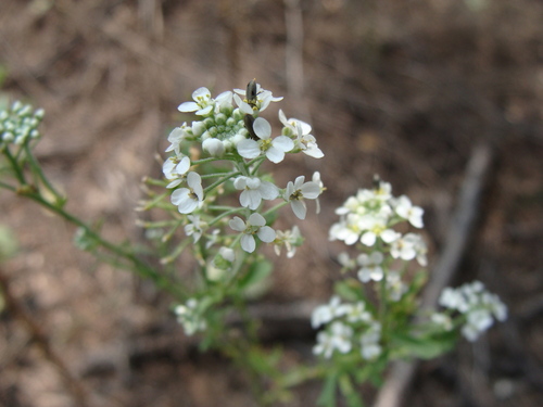Image of Lepidium montanum by (c) Alexis López Hernández, some rights reserved (CC BY)