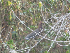 Tigrisoma lineatum