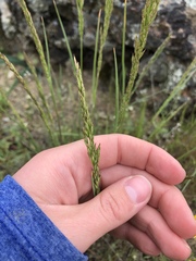 Poa secunda