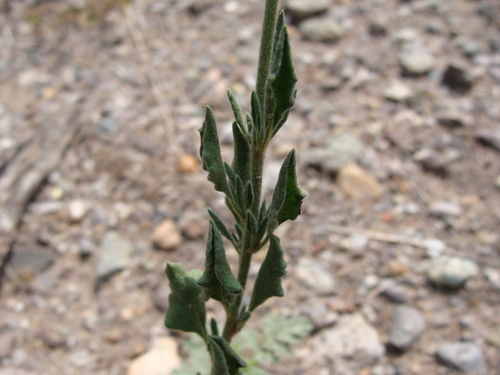 Image of Eriogonum abertianum by (c) Alexis López Hernández, some rights reserved (CC BY)