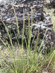 Poa secunda