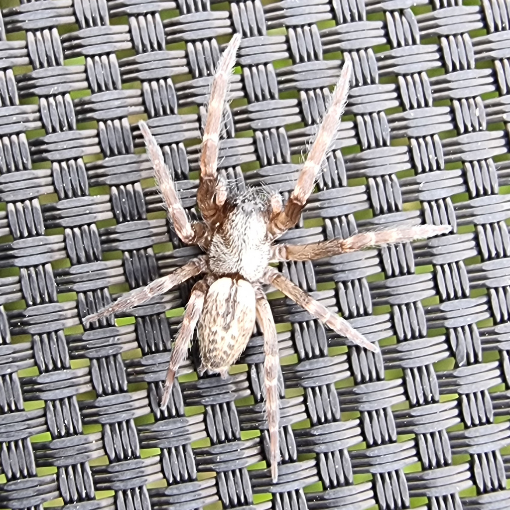 Grey House Spider in January 2024 by Anthony Wilson · iNaturalist