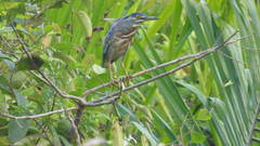 Butorides striata