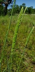 Phalaris angusta