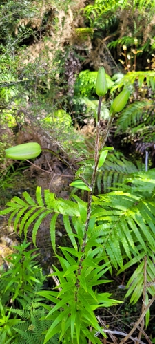 Foto de Lírio-de-tigre