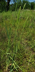 Phalaris angusta
