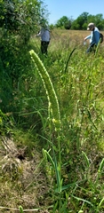 Phalaris angusta