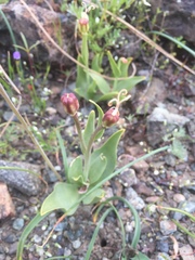Fritillaria purdyi