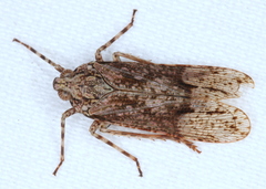 Erilla turneri
