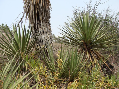 Image of Yucca grandiflora by (c) Alexis López Hernández, some rights reserved (CC BY)