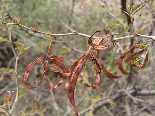 Image of Mimosa aculeaticarpa by (c) Alexis López Hernández, some rights reserved (CC BY)