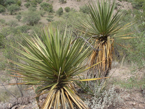 Image of Yucca grandiflora by (c) Alexis López Hernández, some rights reserved (CC BY)