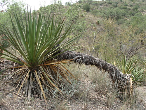 Yucca grandiflora