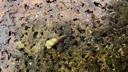 Subulina octona observed 2024-01-31