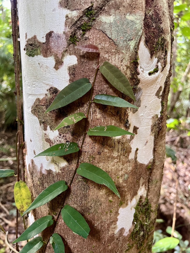 Climbing fig