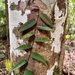Ficus pantoniana - Photo (c) Tom Hunt, some rights reserved (CC BY-NC), uploaded by Tom Hunt