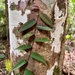 Ficus pantoniana - Photo (c) Tom Hunt, algunos derechos reservados (CC BY-NC), subido por Tom Hunt