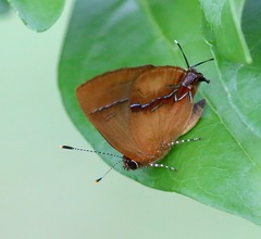 Image of Calycopis demonassa