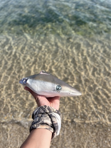 Common Blacktip Shark