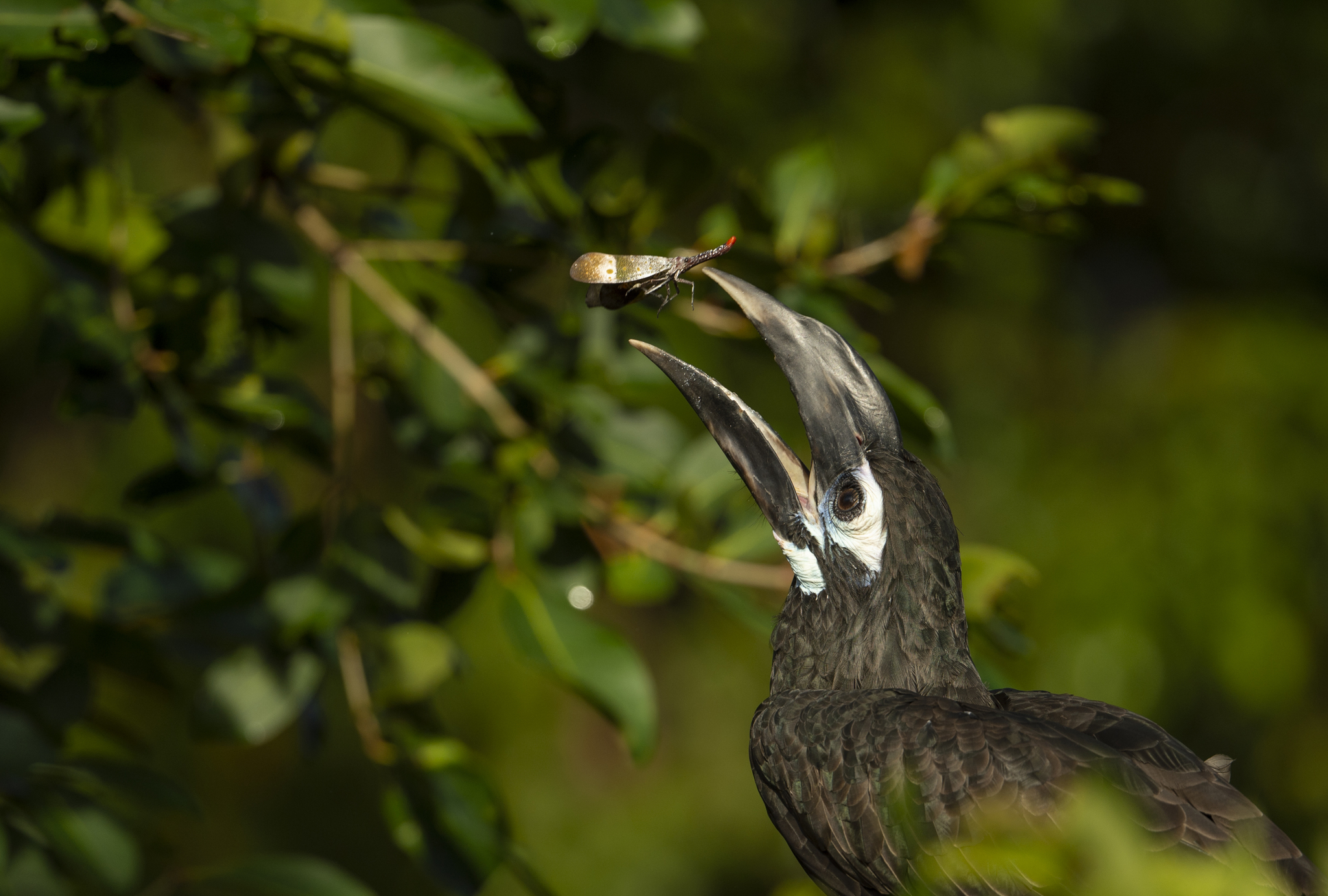 Bushy-crested Hornbill (Anorrhinus galeritus)