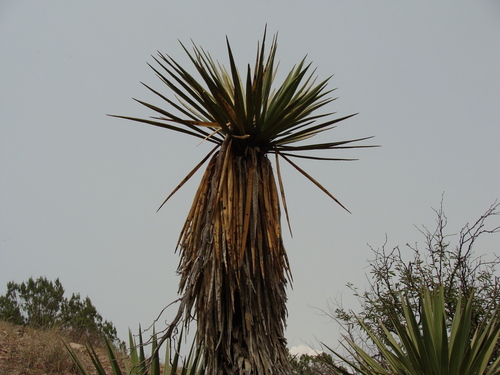 Image of Large-Flowered Yucca (Yucca grandiflora) by (c) Alexis López Hernández, some rights reserved (CC BY)