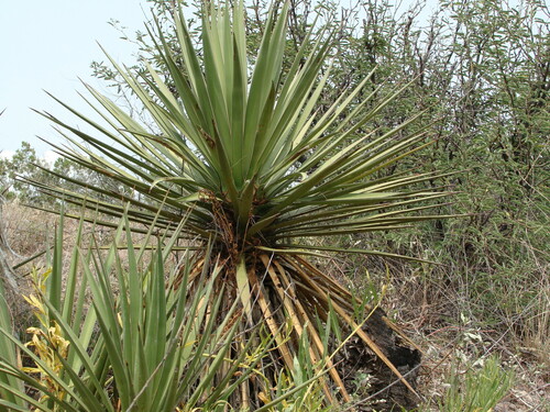Image of Yucca grandiflora by (c) Alexis López Hernández, some rights reserved (CC BY)